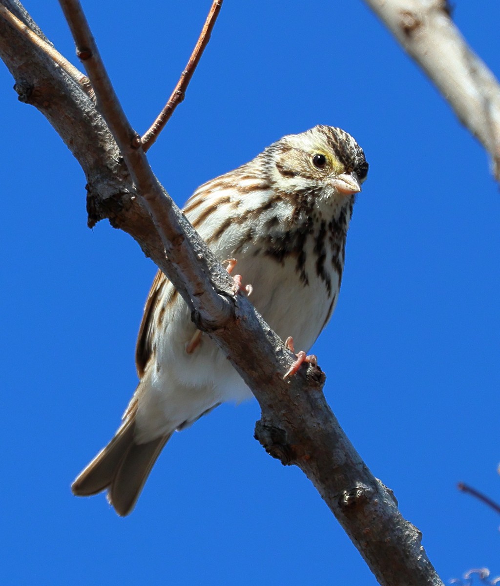 Savannah Sparrow - ML614298521