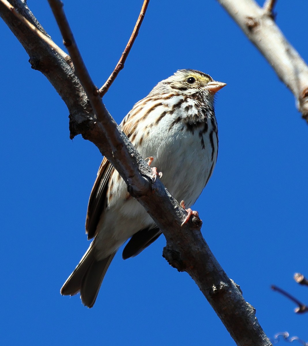 Savannah Sparrow - ML614298522