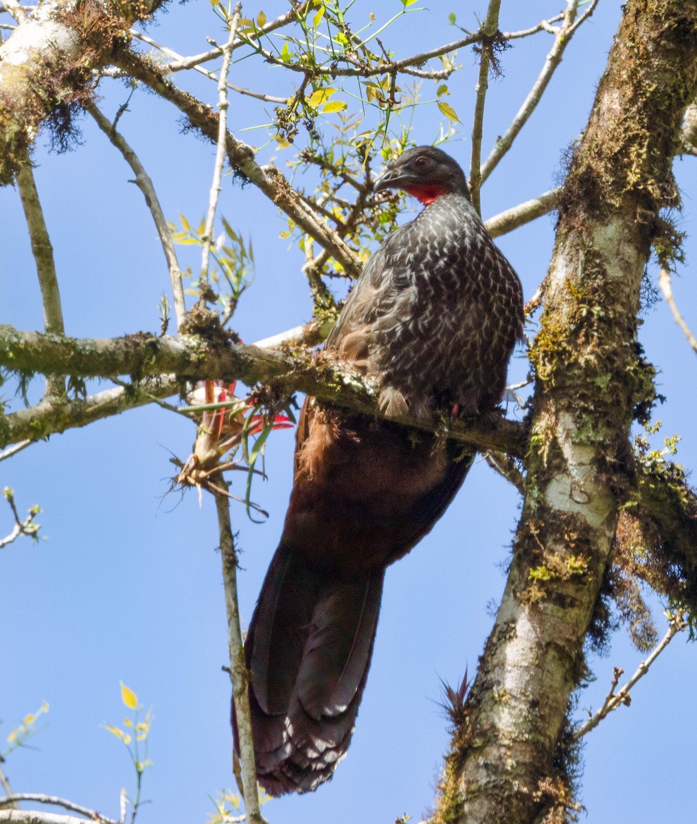 Cauca Guan - ML614298529