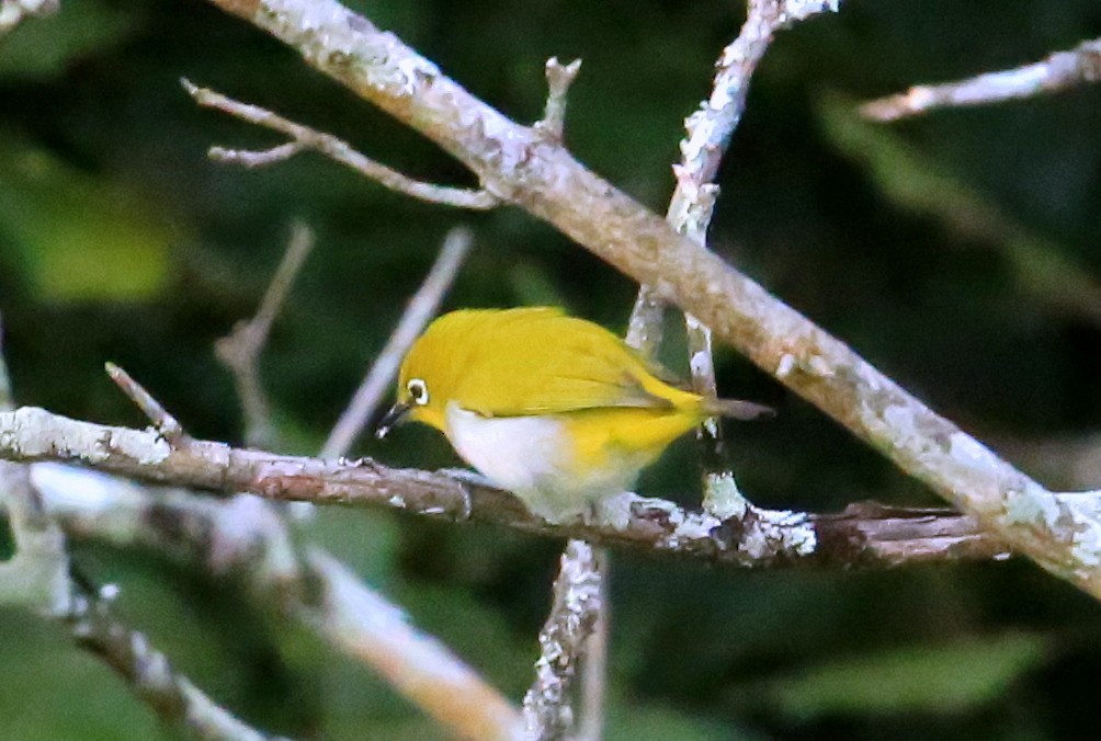 Indian White-eye - ML614298536