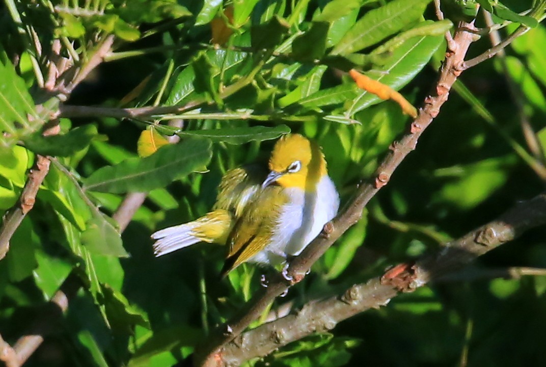 Indian White-eye - Fanis Theofanopoulos (ASalafa Deri)