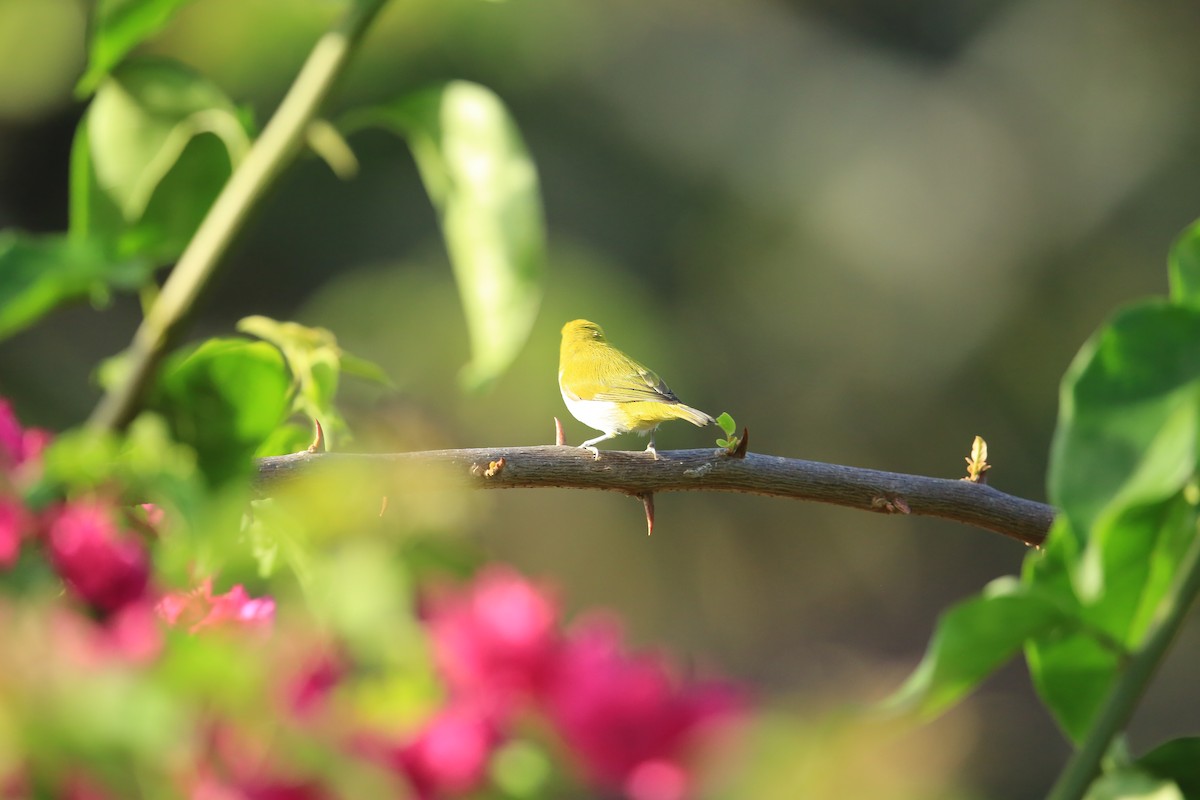 Indian White-eye - ML614298577