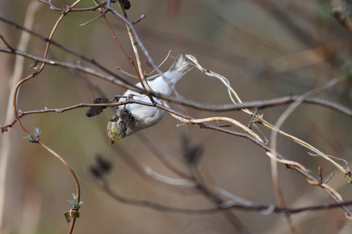 American Goldfinch - ML614298656