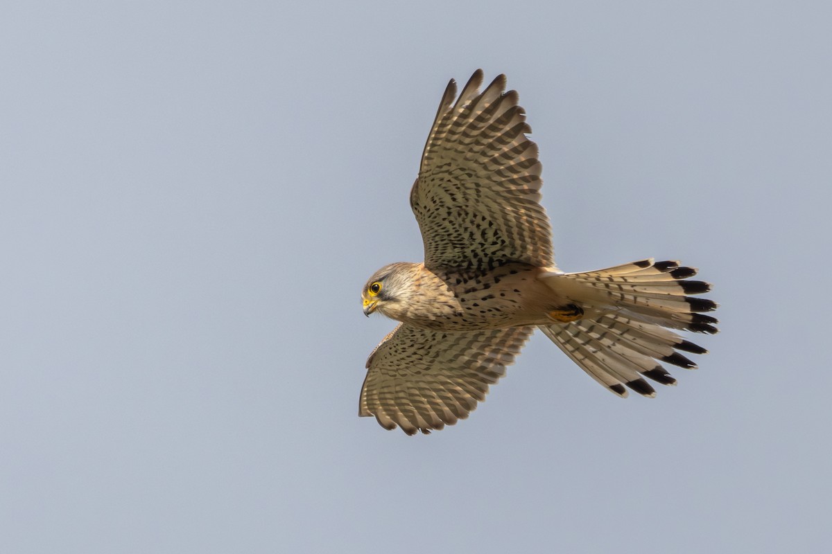 Eurasian Kestrel (Eurasian) - ML614298730