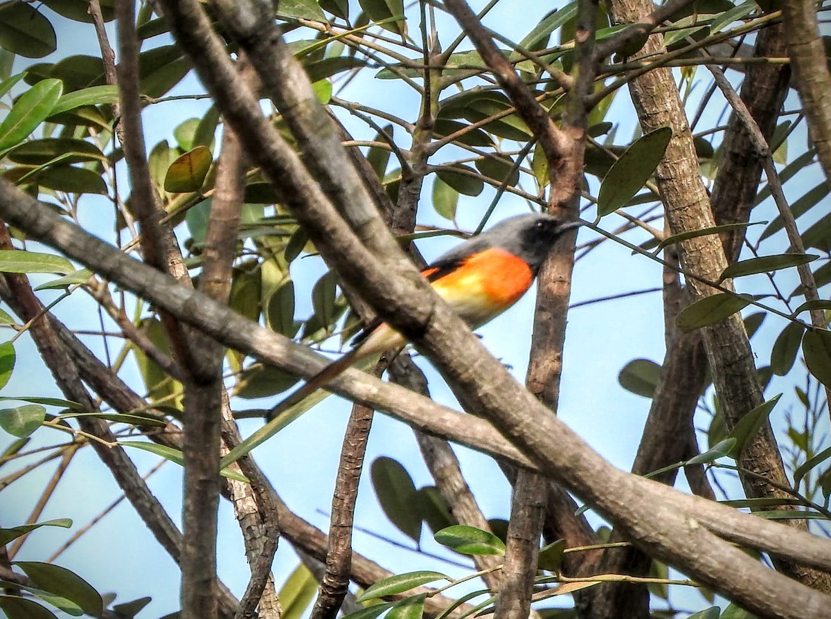 Small Minivet - padma ramaswamy