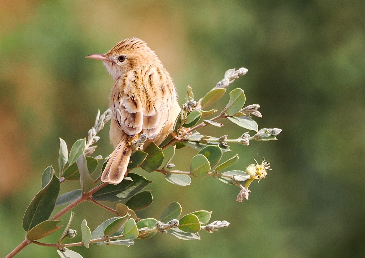 Desert Cisticola - ML614298742