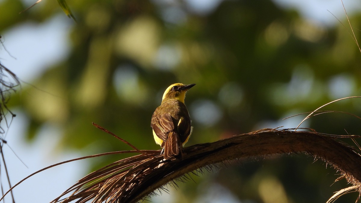 Lemon-browed Flycatcher - ML614298797