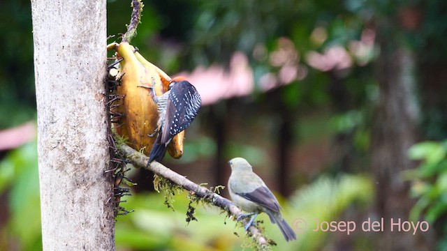 Black-cheeked Woodpecker - ML614298833