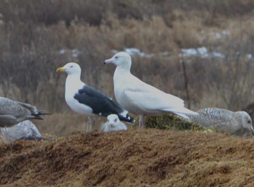 Glaucous Gull - ML614298869