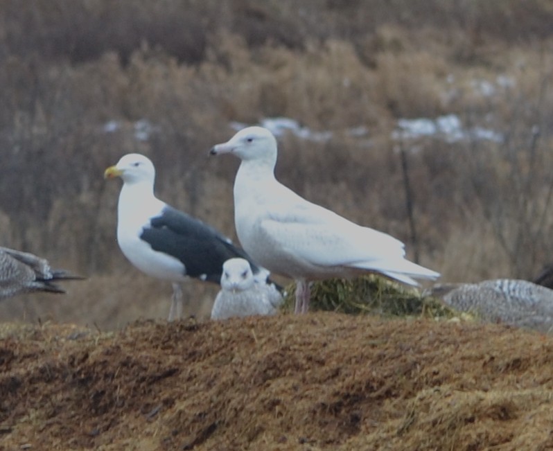 Glaucous Gull - ML614298870