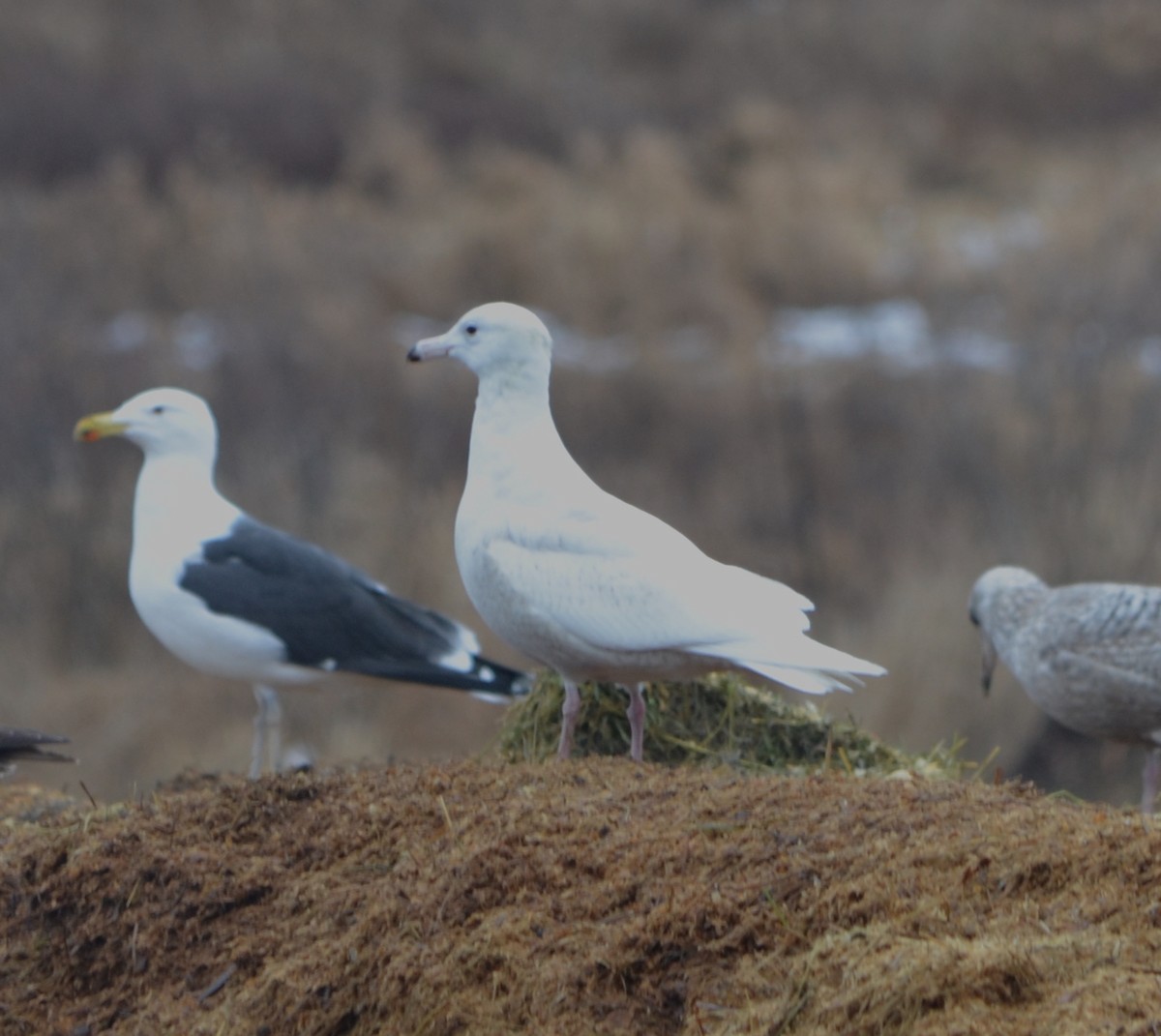 Glaucous Gull - ML614298871