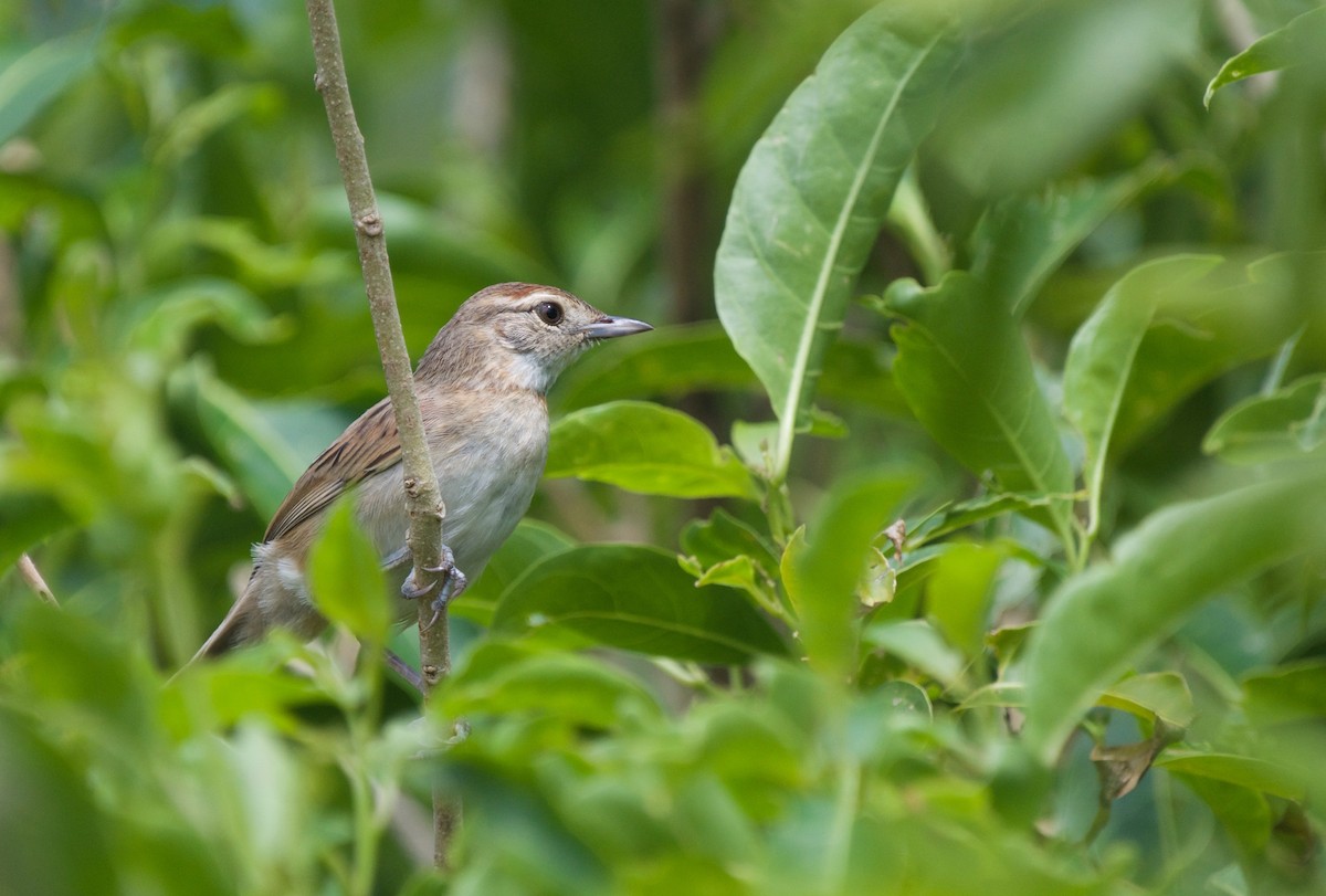 Chotoy Spinetail - ML614298889