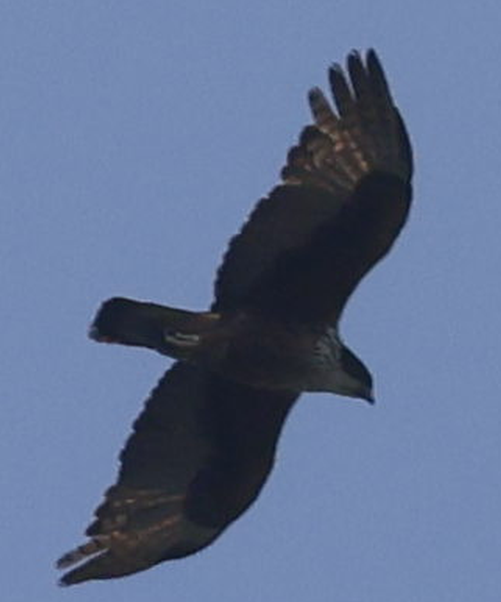 Rufous-bellied Eagle - ML614298969