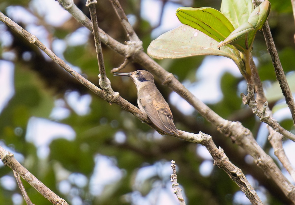 Brown Violetear - Marc Regnier