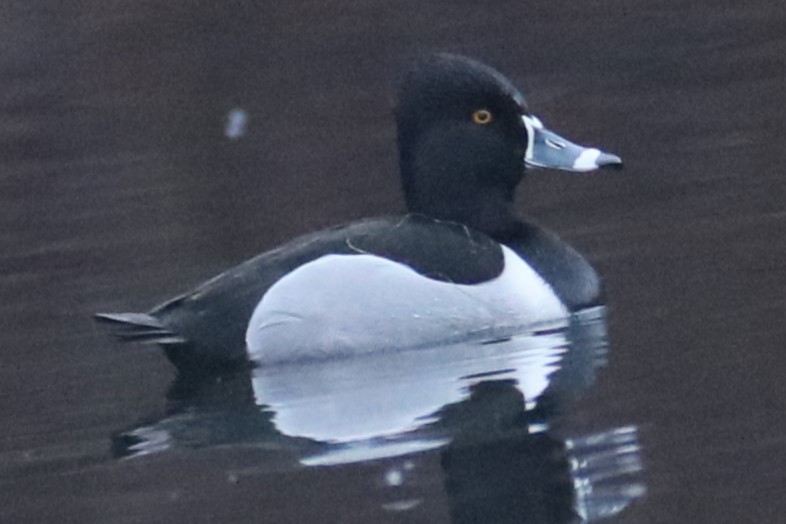 Ring-necked Duck - ML614299176