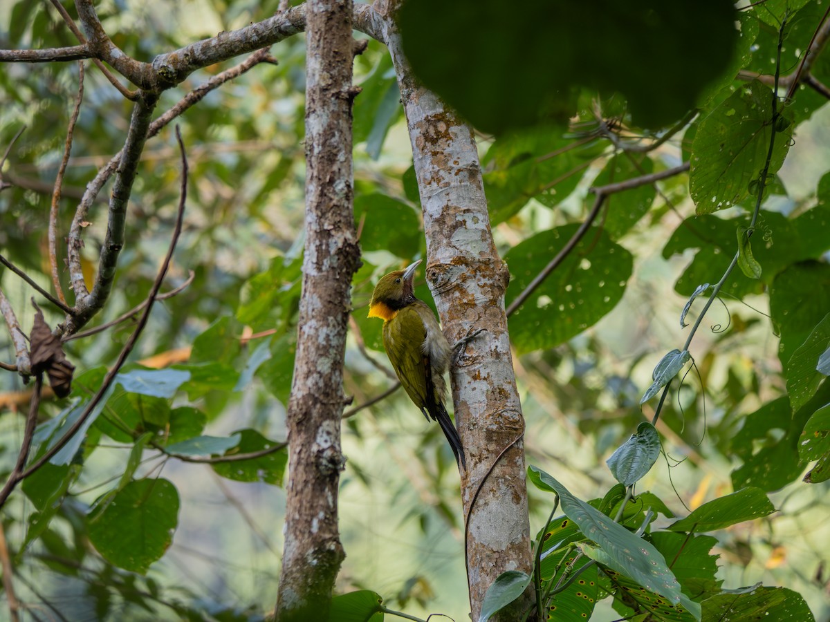 Greater Yellownape - ML614299226