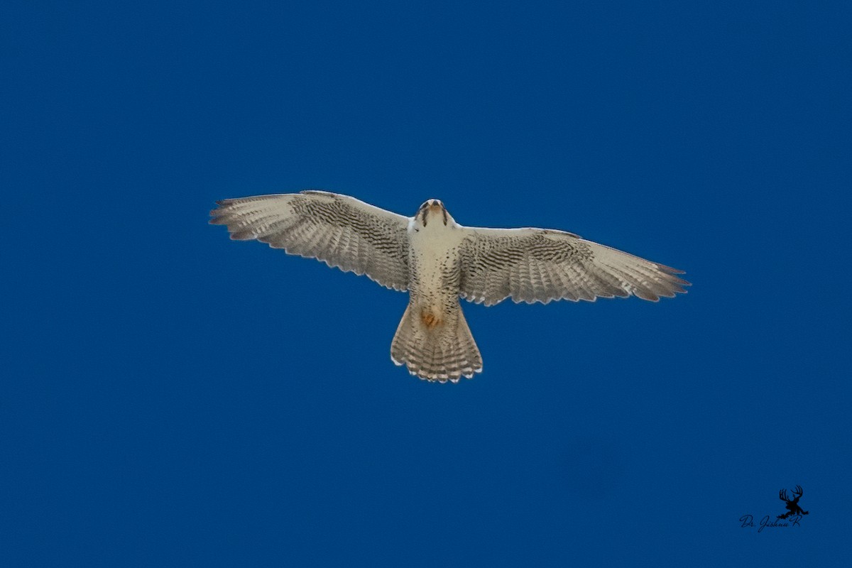 Saker Falcon - ML614299307