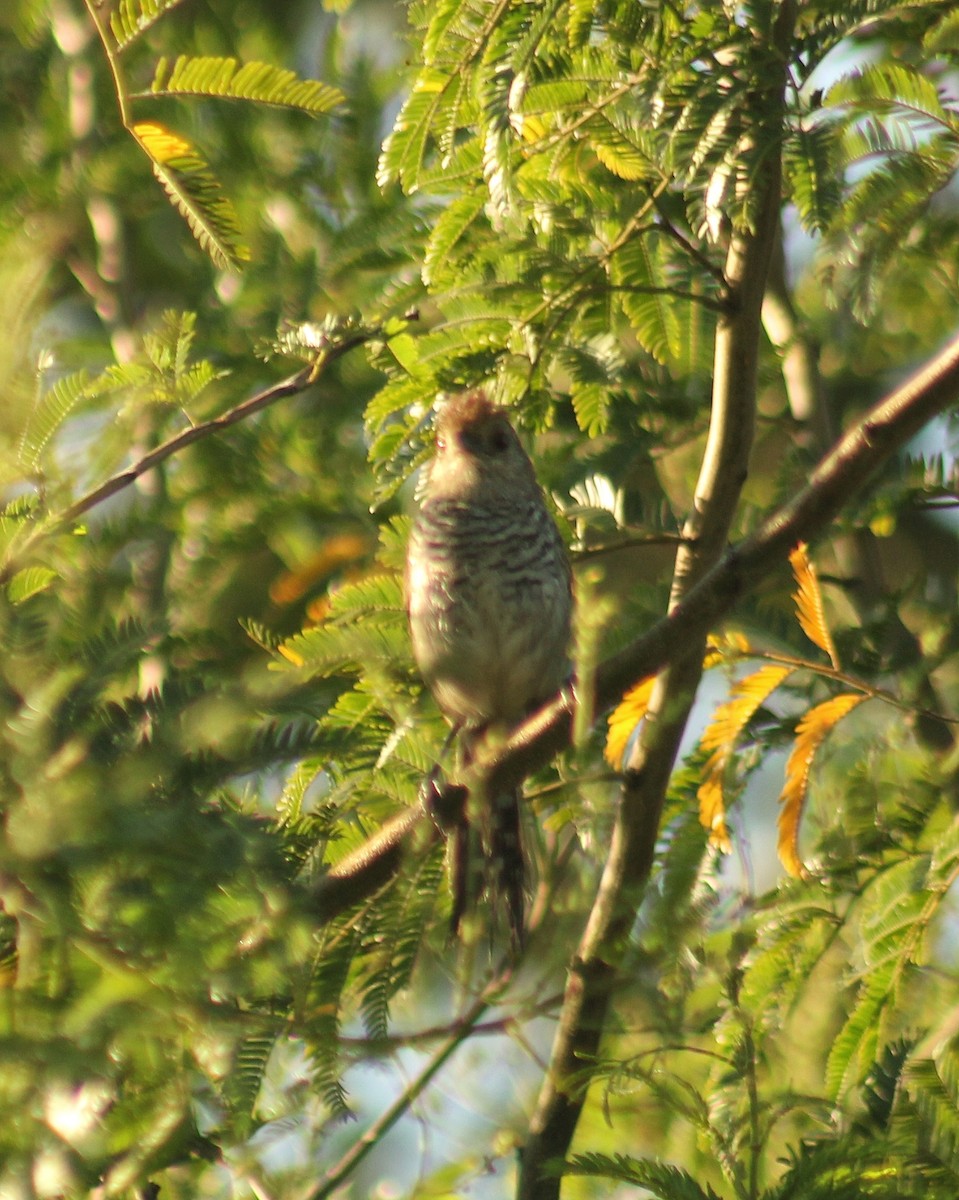 Rufous-capped Antshrike (Southern) - ML614299383