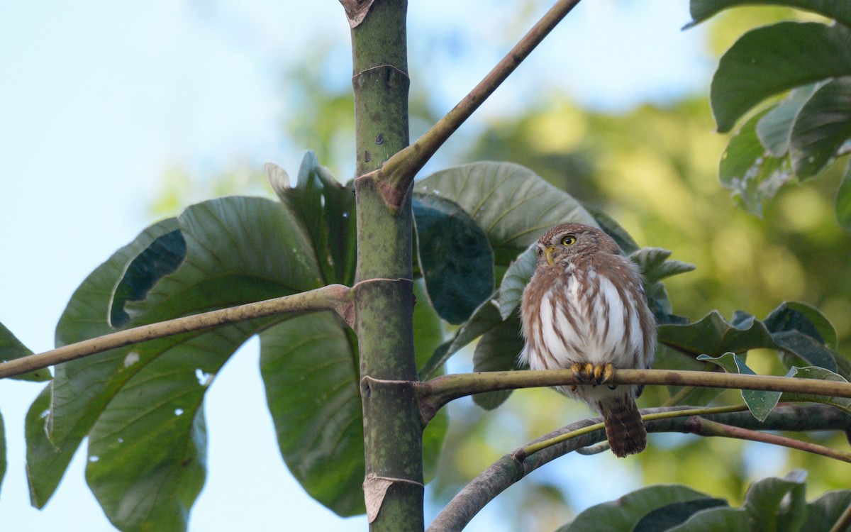 Ferruginous Pygmy-Owl - ML614299443