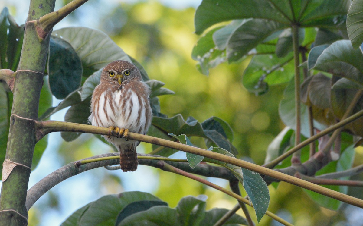 Ferruginous Pygmy-Owl - ML614299444