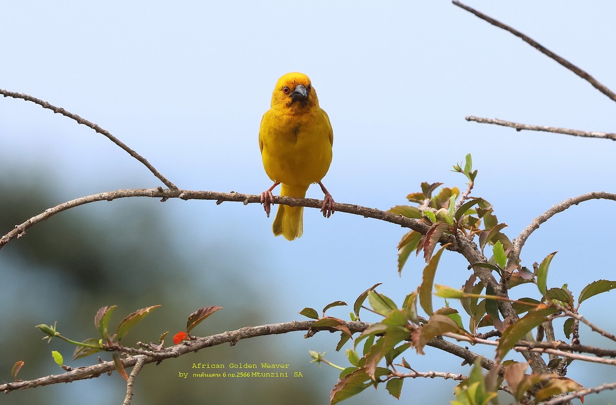 African Golden-Weaver - Argrit Boonsanguan