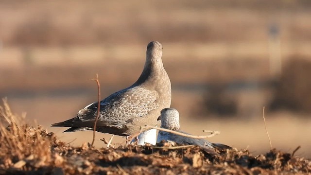 goéland ou mouette sp. - ML614299515