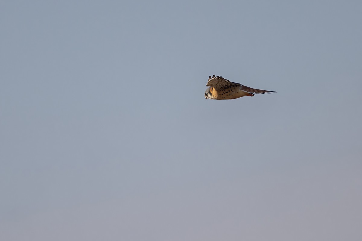 American Kestrel - ML614299546