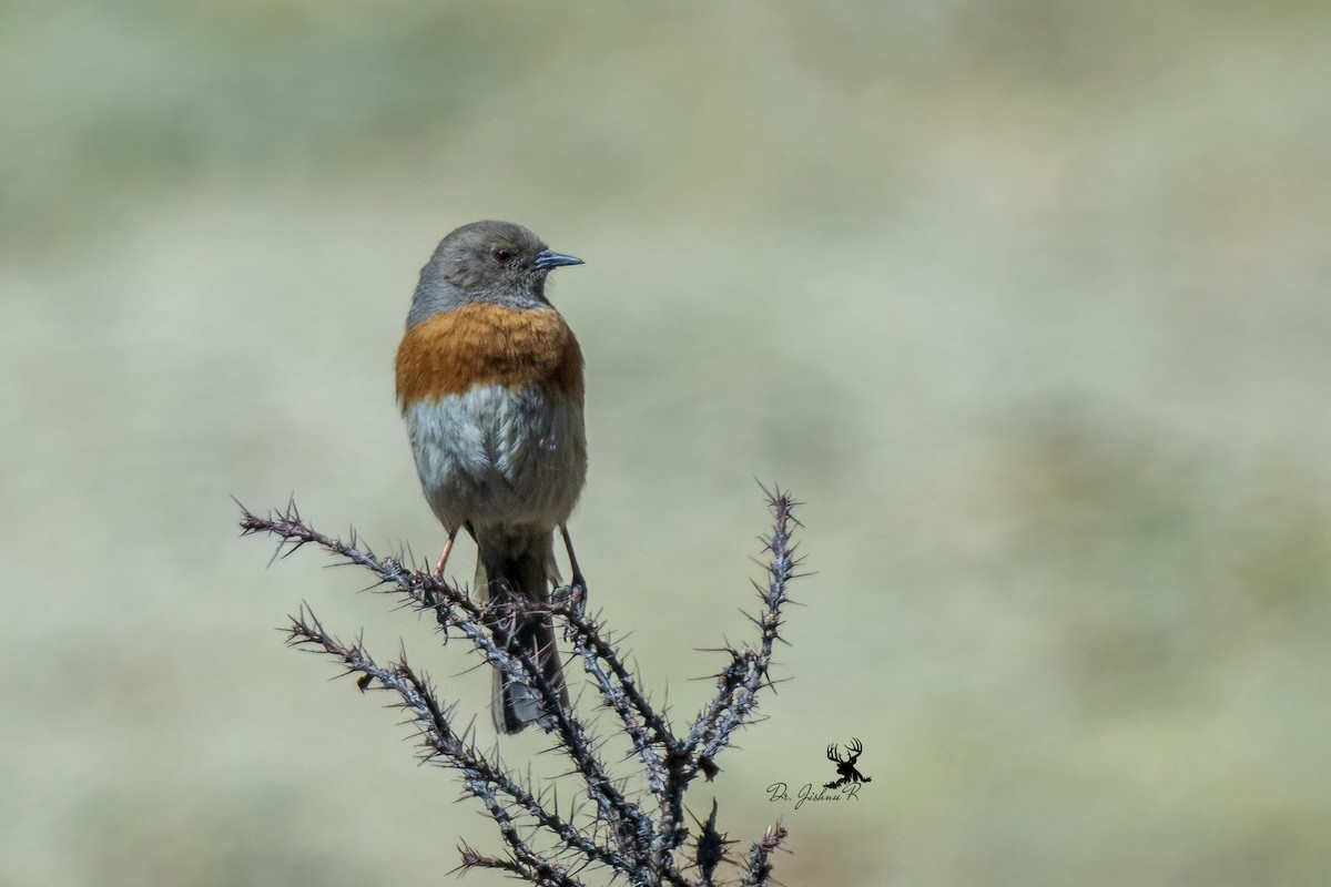 Robin Accentor - ML614299617