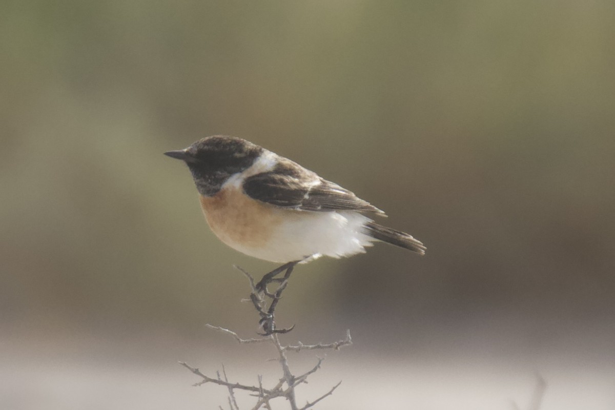 European/Siberian Stonechat - ML614299669