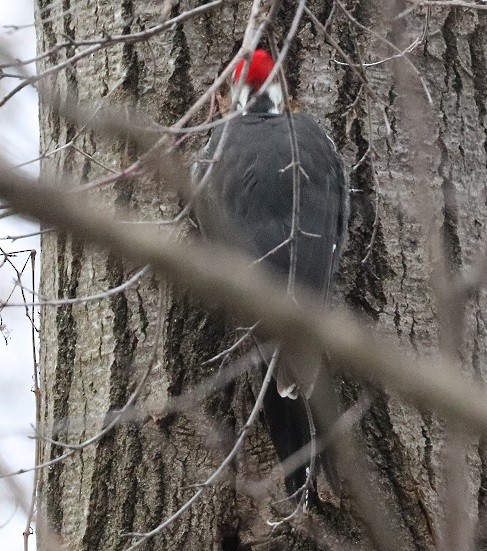 Pileated Woodpecker - ML614299745