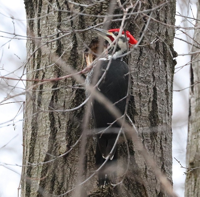 Pileated Woodpecker - ML614299746