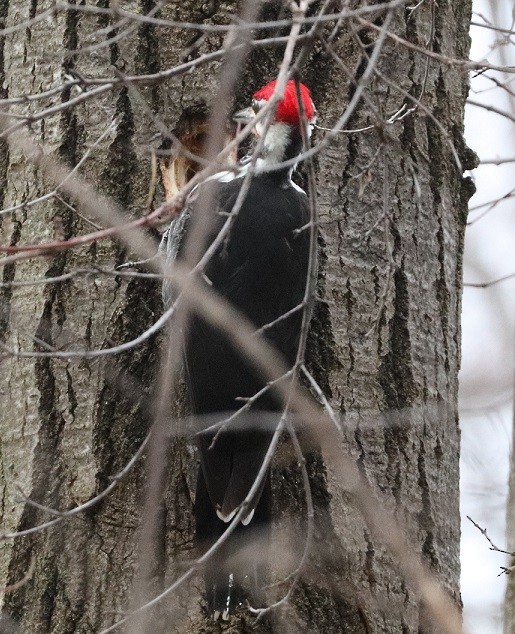 Pileated Woodpecker - ML614299747