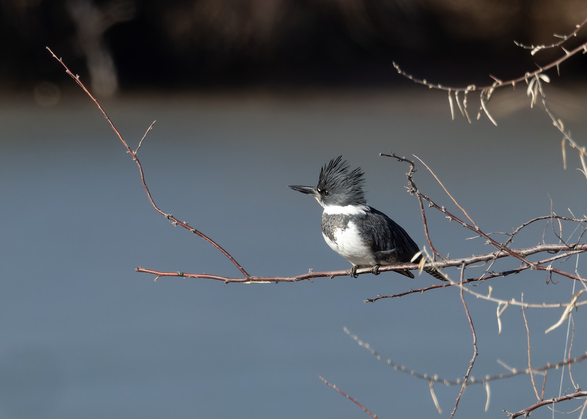 Belted Kingfisher - ML614299768