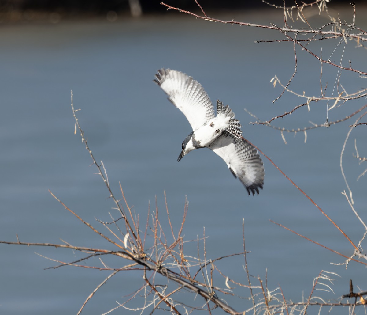 Belted Kingfisher - ML614299769