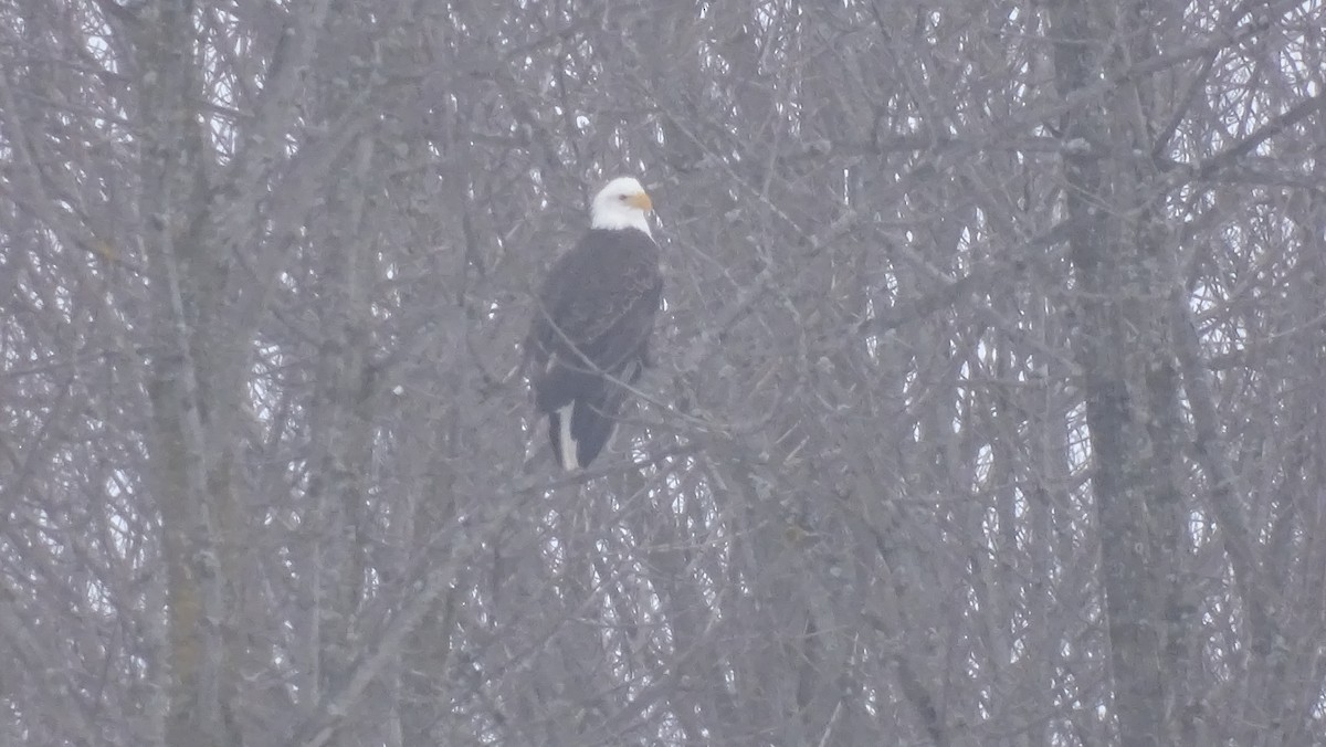 Bald Eagle - ML614299795