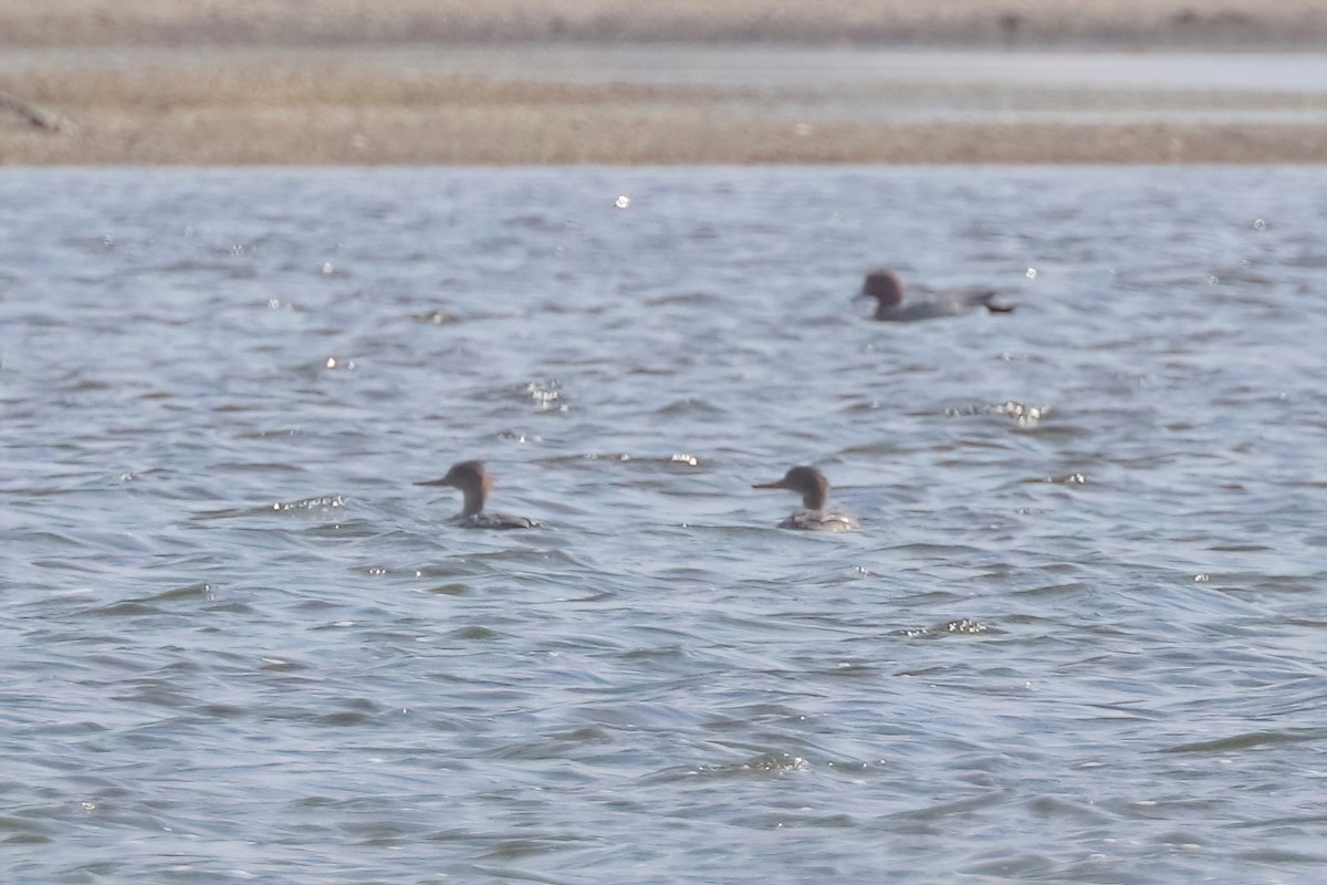 Red-breasted Merganser - Yi-Cheng Chen