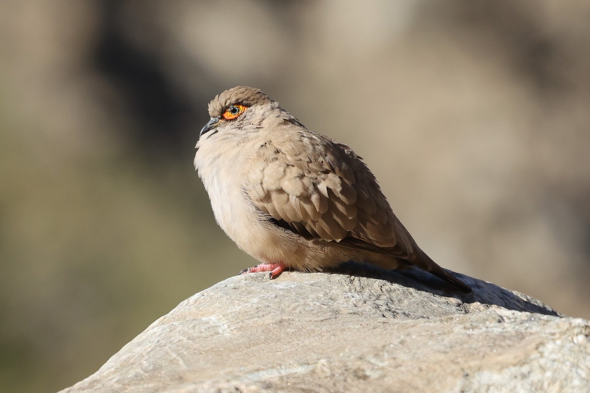 Bare-eyed Ground Dove - ML614299861