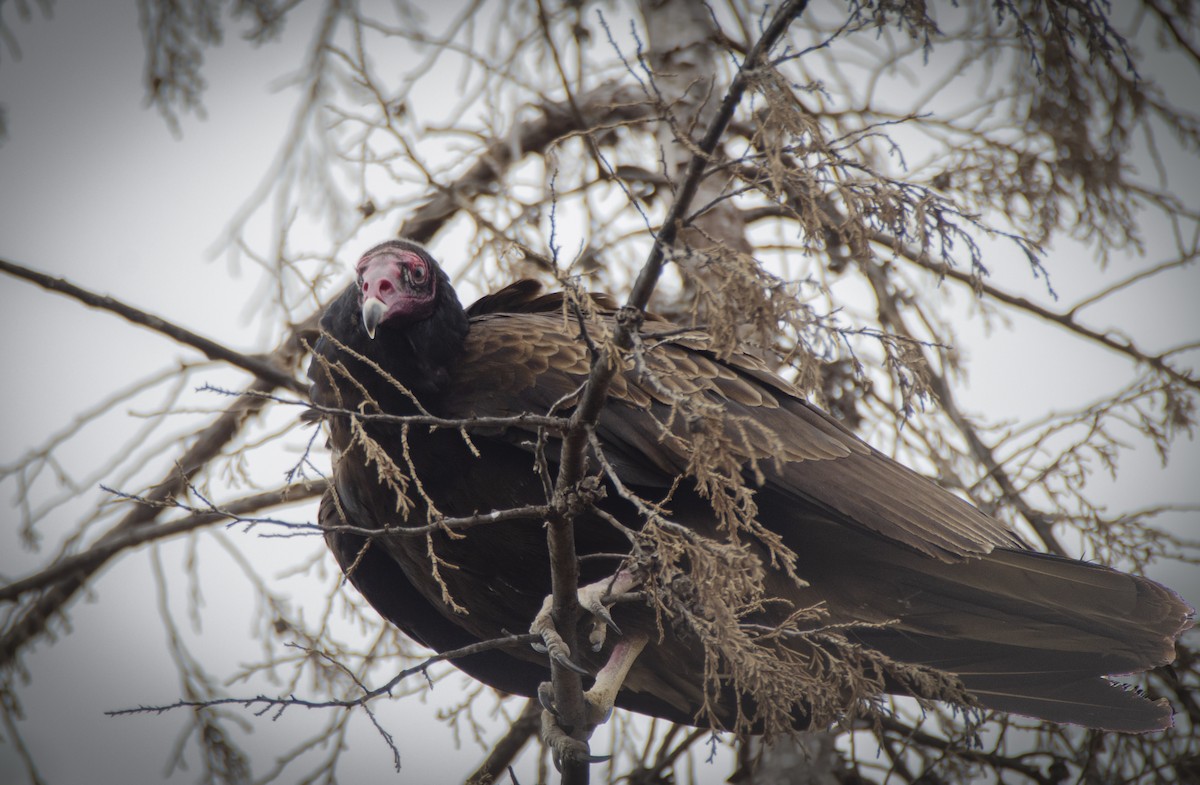 Turkey Vulture - ML614299900