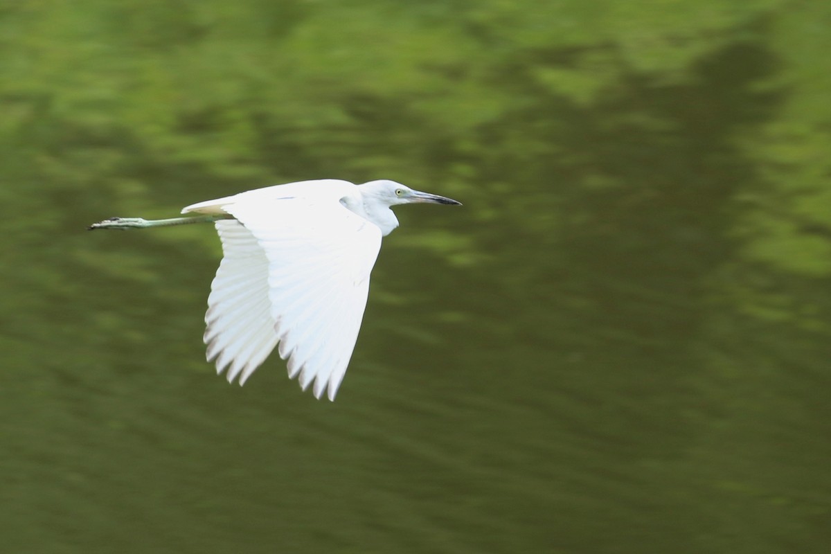 Little Blue Heron - ML614299942