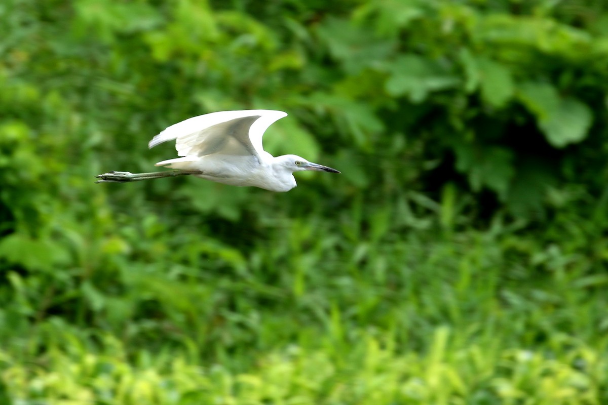 Little Blue Heron - ML614299943