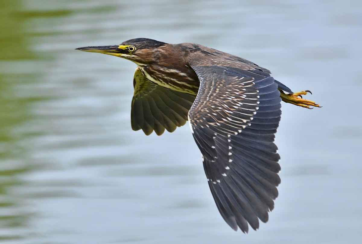 Green Heron - ML614299957