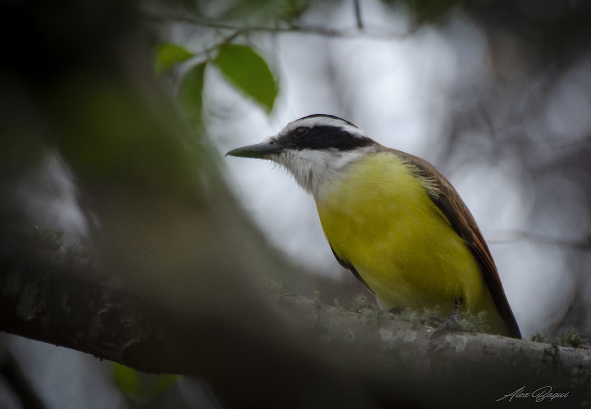 Great Kiskadee - Alejandro Benítez Aquino