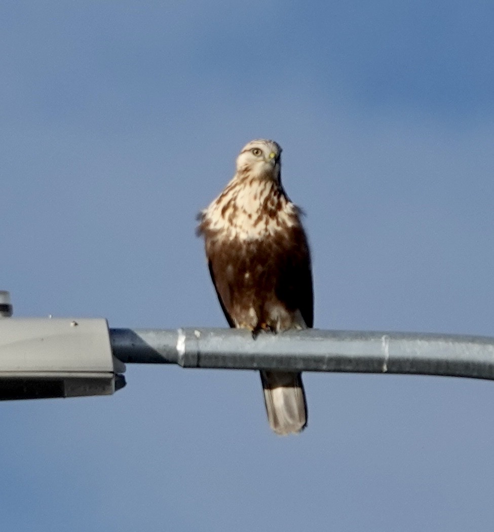 Raufußbussard - ML614299961