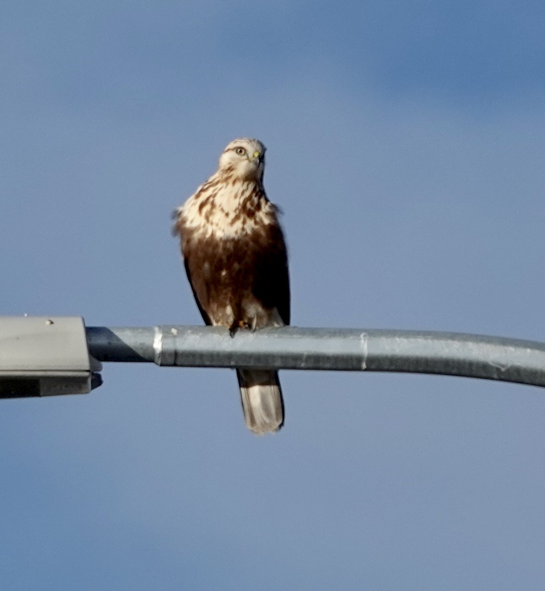 Raufußbussard - ML614299962