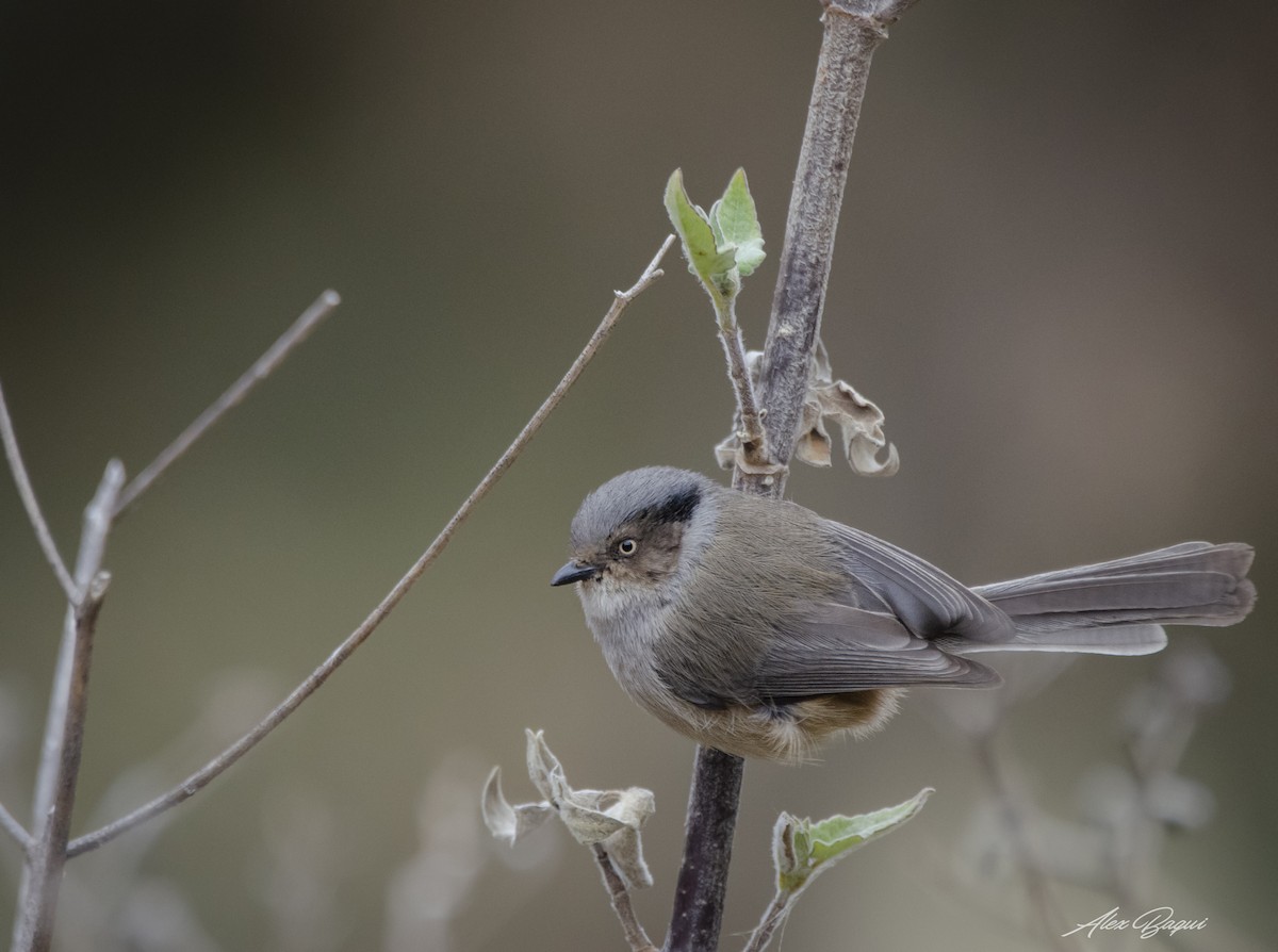 Bushtit - ML614299965