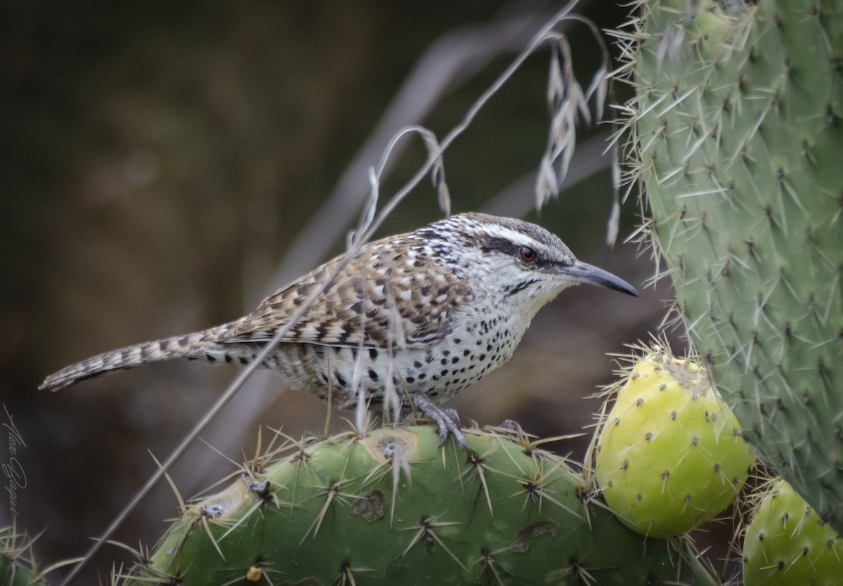 Boucard's Wren - ML614299982