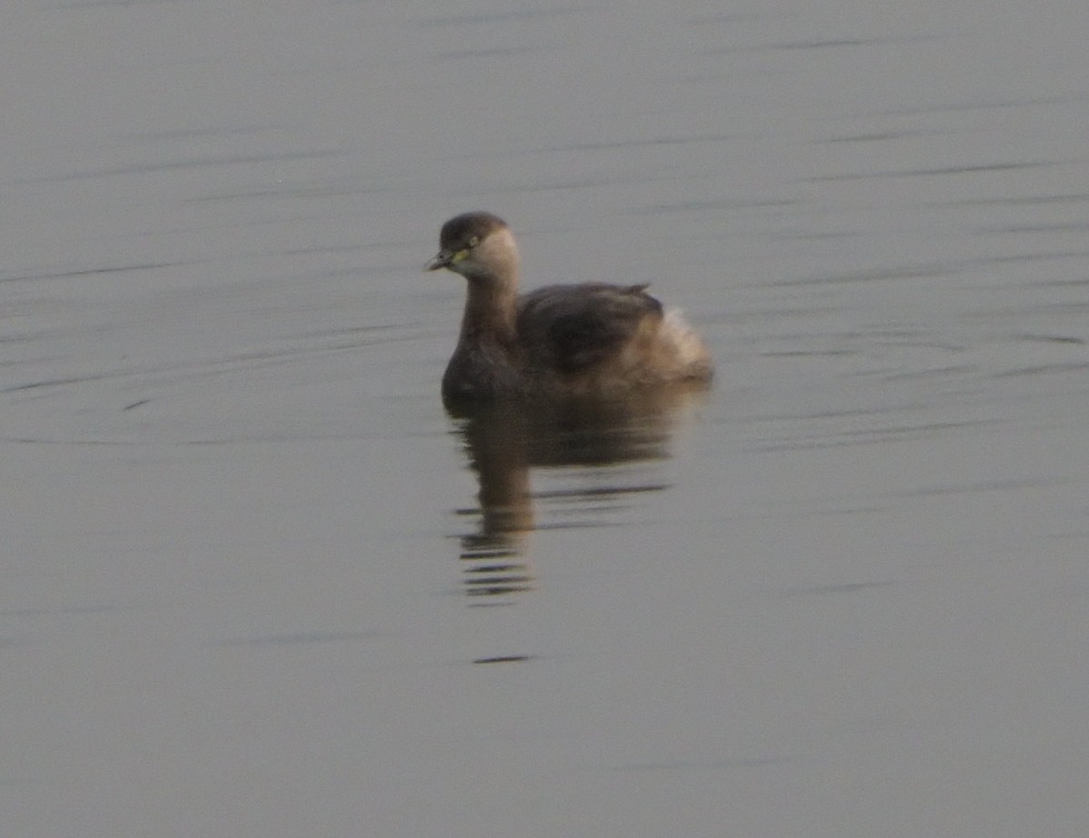 Little Grebe - ML614300007