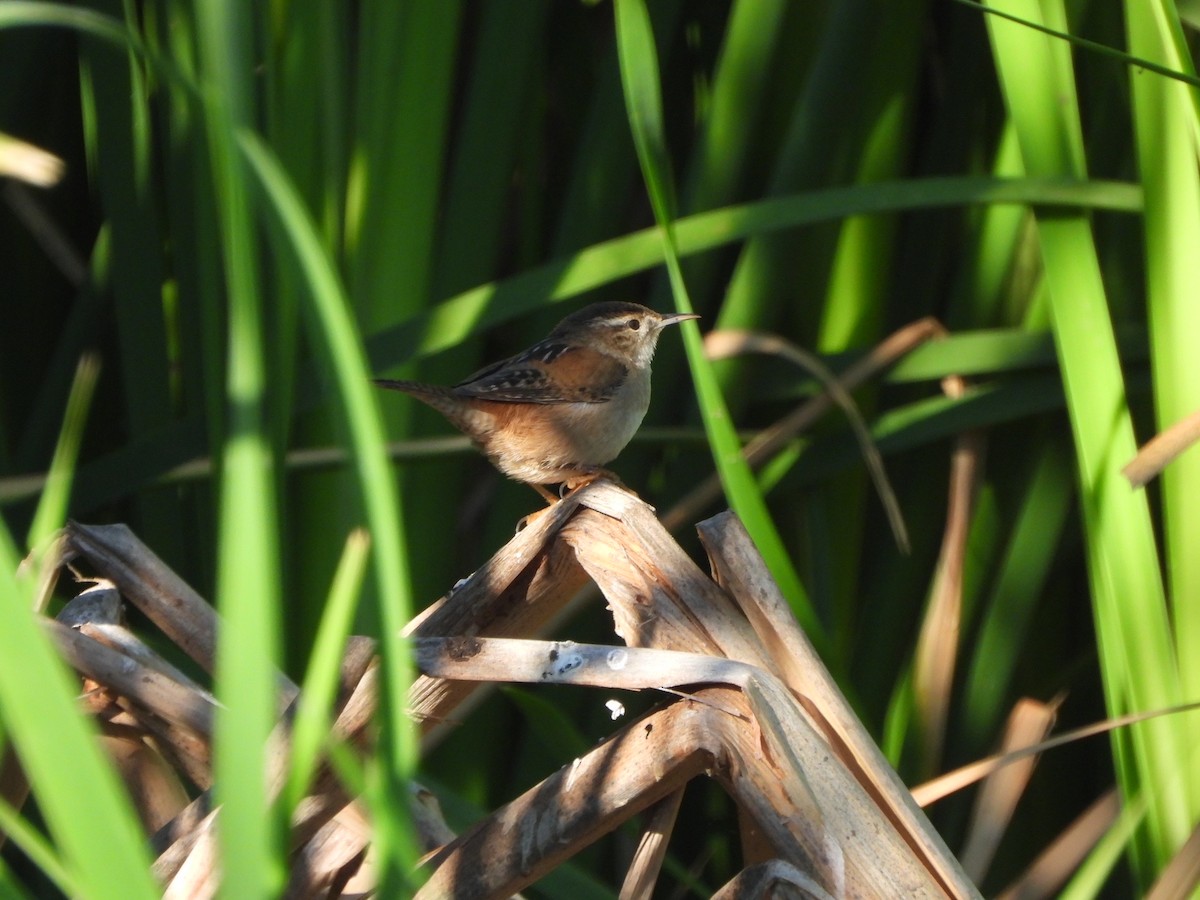 Marsh Wren - Susan Pellegrini