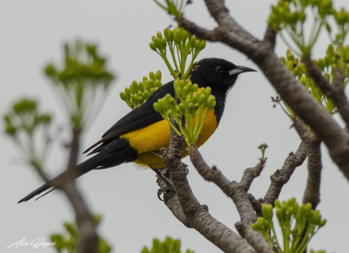 Black-vented Oriole - ML614300065