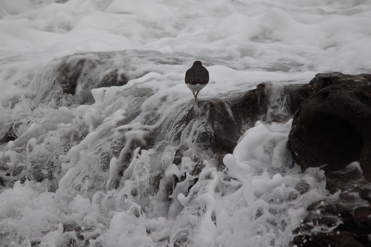 Surfbird - ML614300082